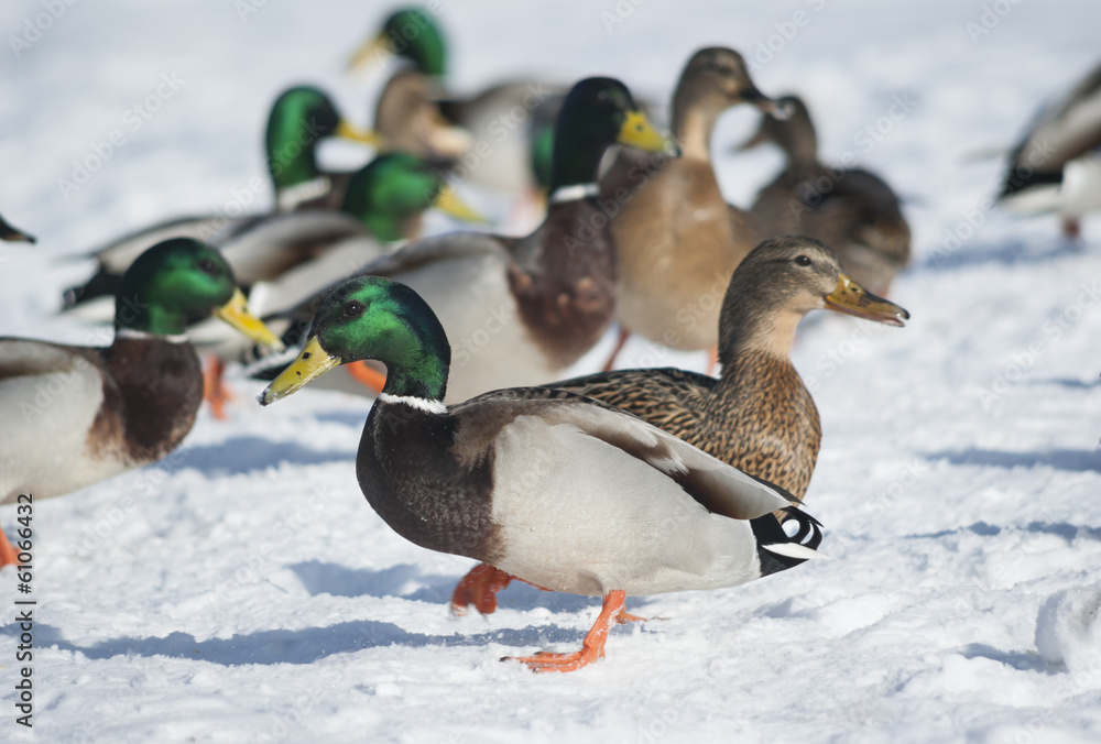 Mallard ducks Mallard ducks