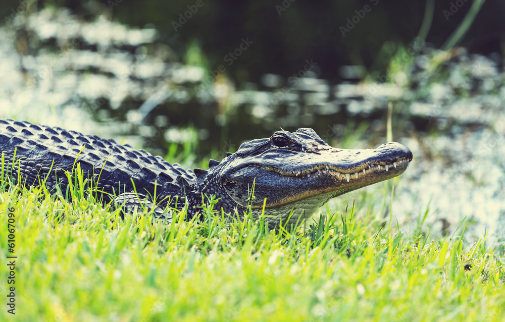 Fototapeta premium Alligator