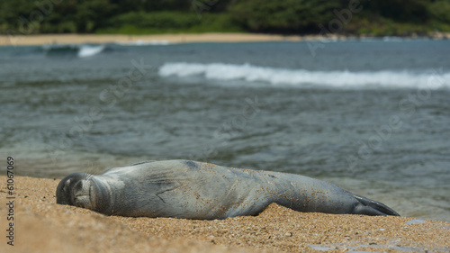 Monk Seal in Kauai © Steve Oehlenschlager