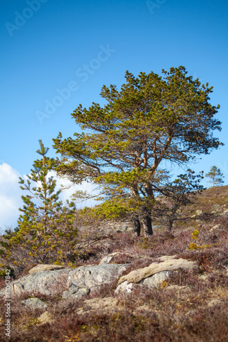 Pine trees grow on rocky hills in Norway