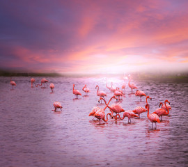Poster Flamingo Sierlijke flamingo met gebogen hals  © Galyna Andrushko