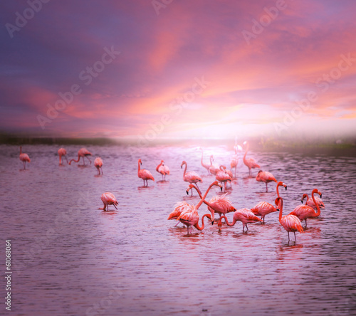 Obraz na płótnie Flamingi do sypialni