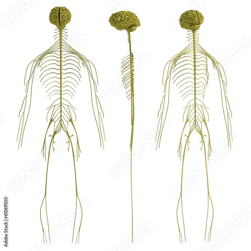 Wallpaper Mural realistic 3d render of nervous system Torontodigital.ca