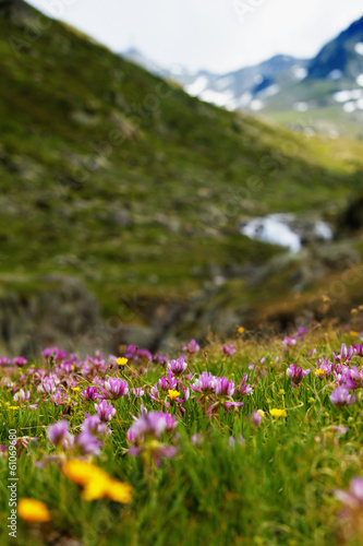 wild flowers