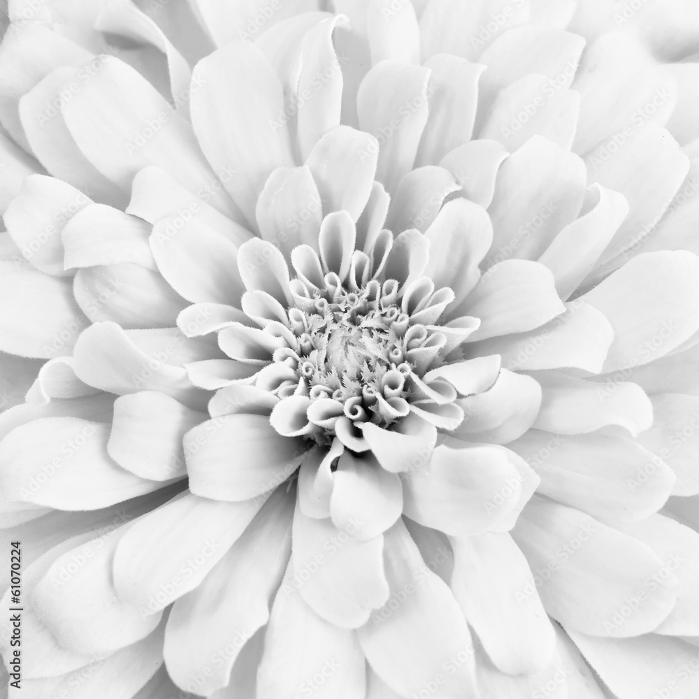 Fototapeta premium White chrysanthemum