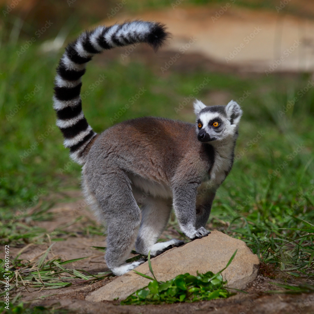 Obraz premium Lemur