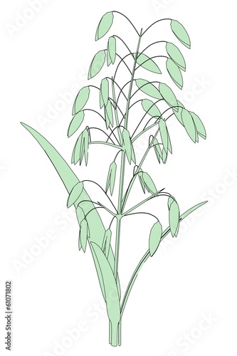 cartoon image of oat plant