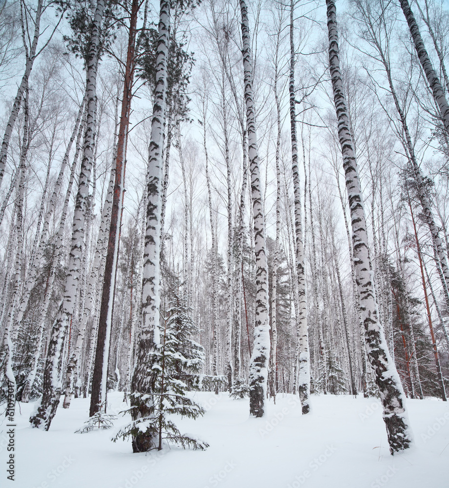 Fototapeta premium Forest