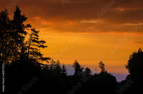 pine silhouettes on the hill