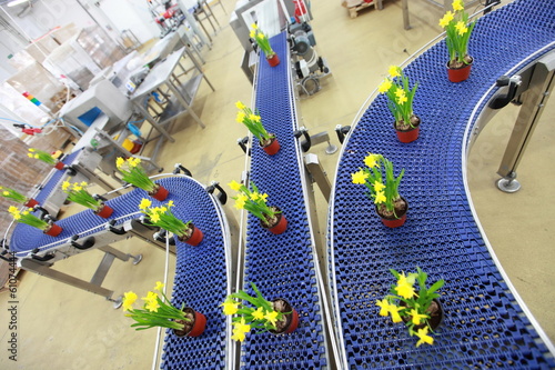 Fototapeta Naklejka Na Ścianę i Meble -  flowers on conveyor belt,production line,contemporary business