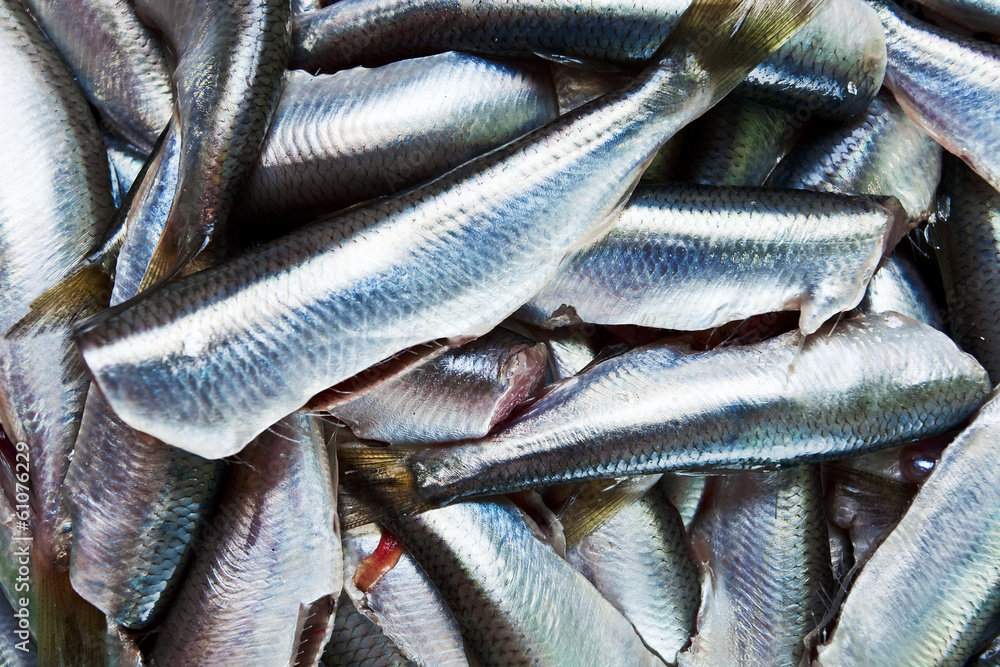 Fototapeta premium Fresh crude anchovies