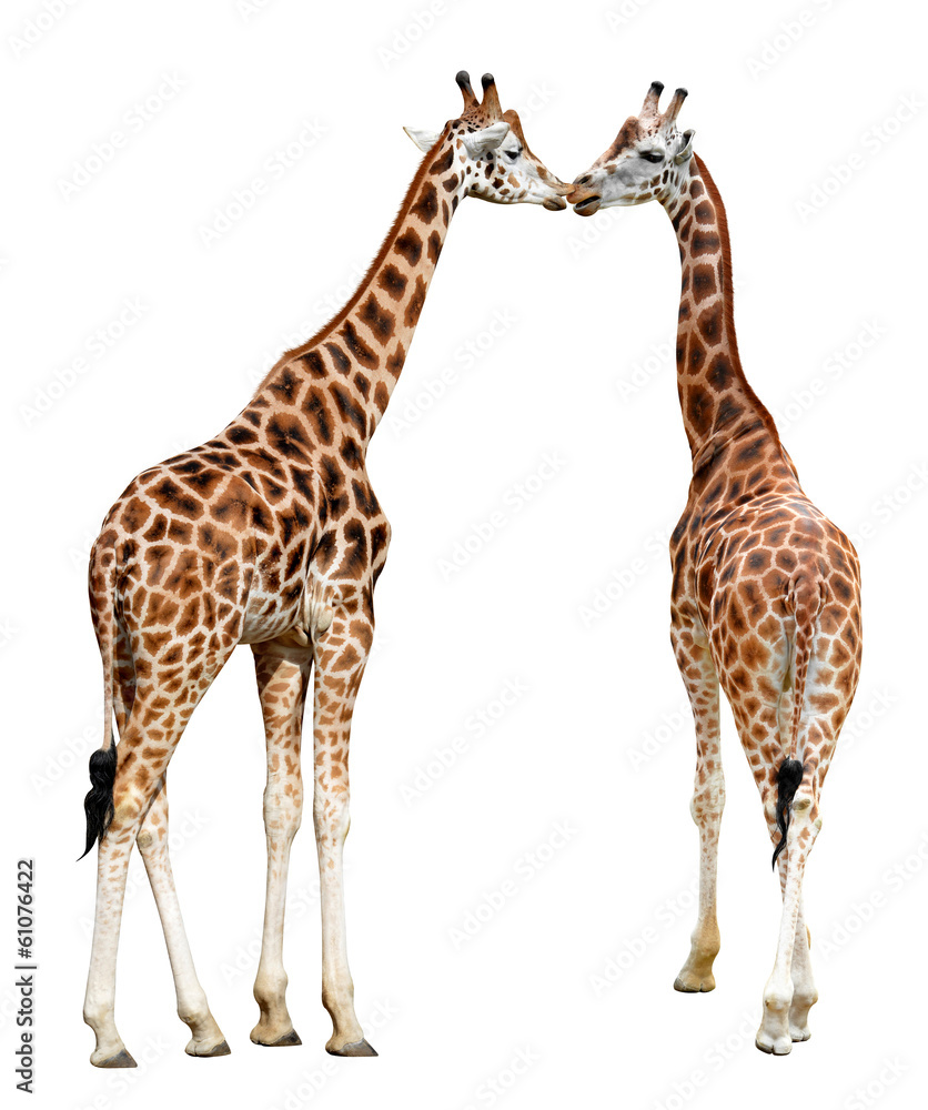 Naklejka premium Loving giraffes isolated