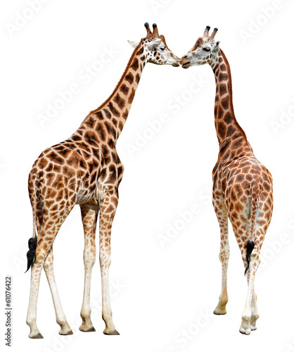 Loving giraffes isolated