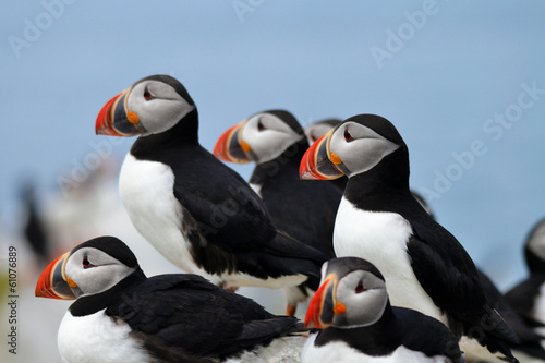 Fotografie Close-Up of a Colony of Puffin Birds
