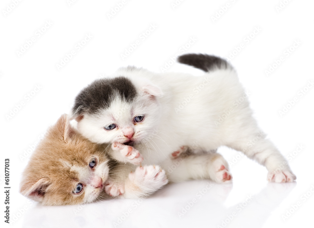 Fototapeta premium two playful british kittens. isolated on white background