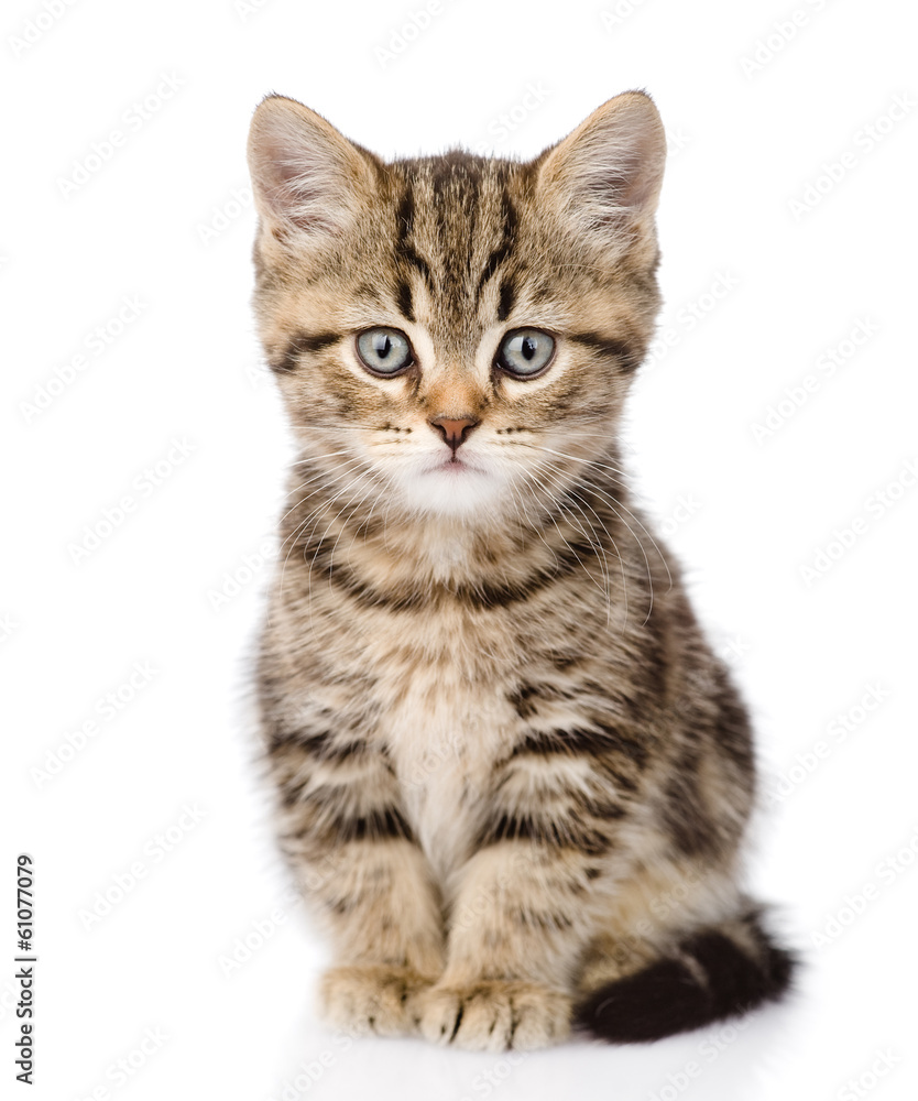 Scottish kitten looking at camera. isolated on white background Scottish kitten looking at camera. isolated on white background
