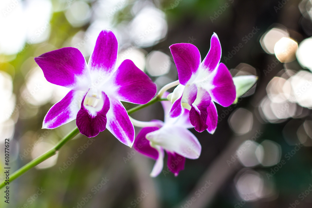 Purple and white orchids blooming beautifully in the morning Purple and white orchids blooming beautifully in the morning