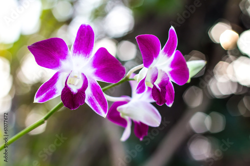 Purple and white orchids blooming beautifully in the morning