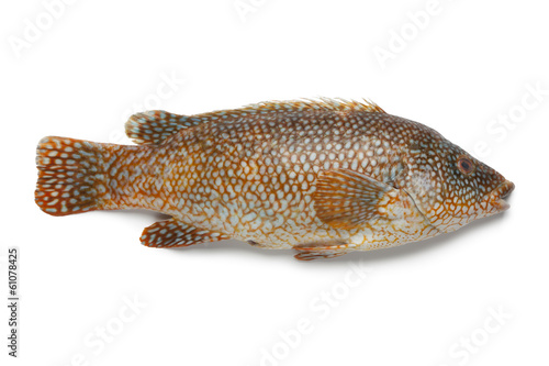Whole red grouper fish photo