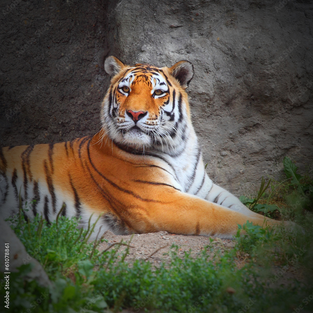 Naklejka premium The Tiger