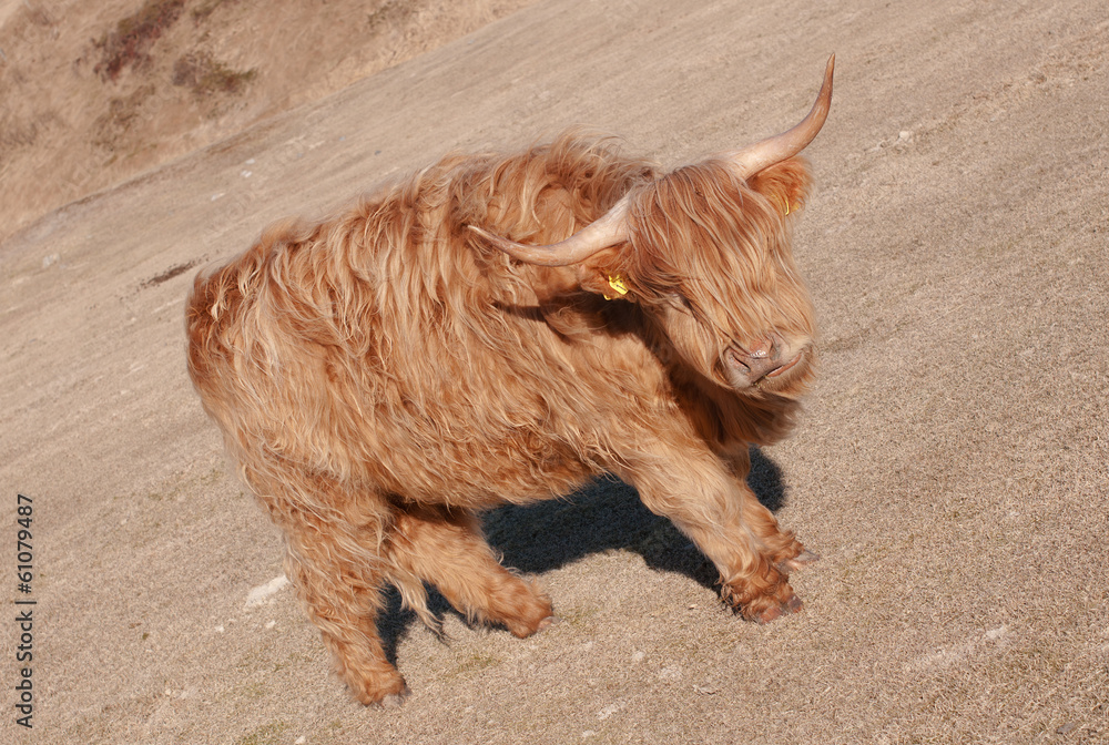 Fototapeta premium Photo of the red bull