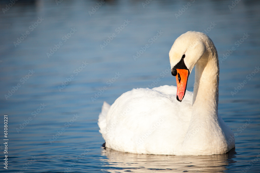 Fototapeta premium Swans on the lake with blue water background