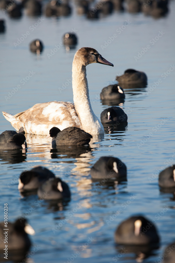 Fototapeta premium Swans on the lake with blue water background