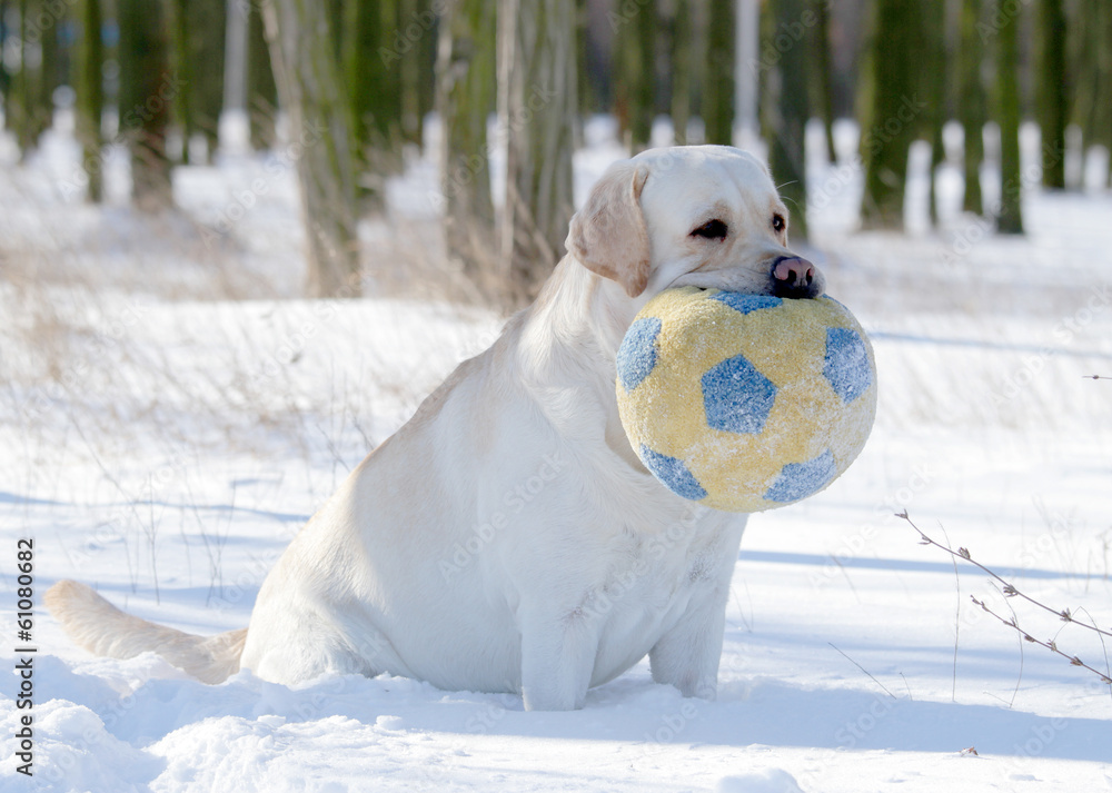 yellow labrador in winter portrait with a ball