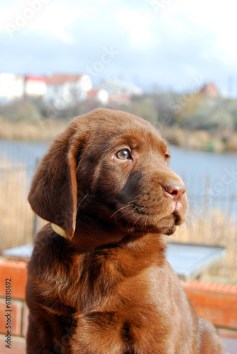 Fototapeta Naklejka Na Ścianę i Meble -  happy chocolate labrador puppy portrait