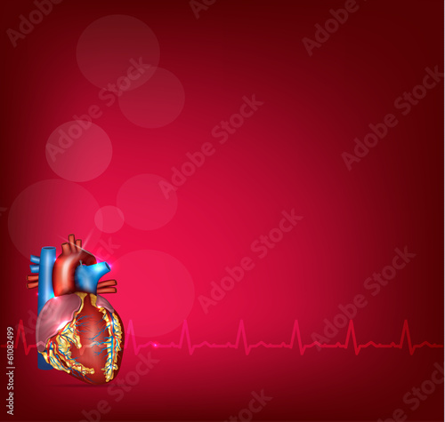 Human heart anatomy on a bright red background