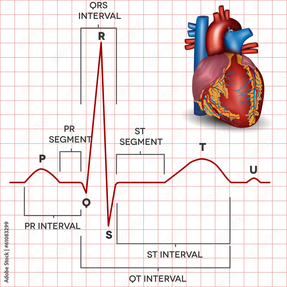 Human heart normal sinus rhythm and heart anatomy Stock Vector | Adobe ...