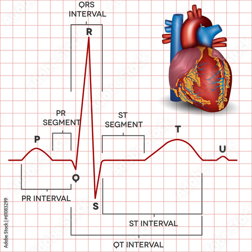 Human heart normal sinus rhythm and heart anatomy