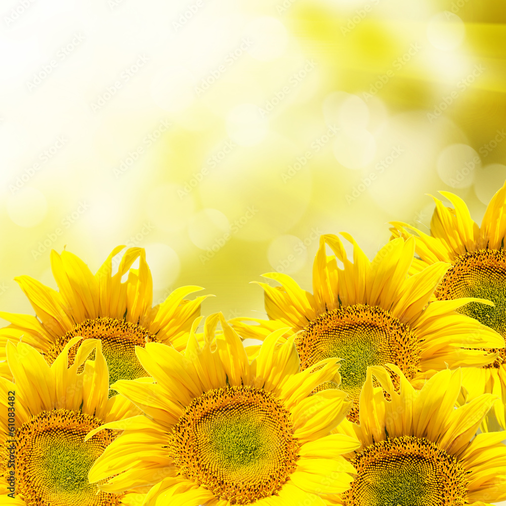 Fototapeta premium sunflower