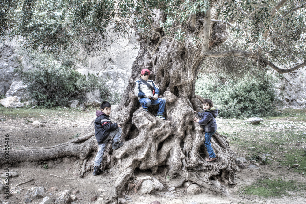 Fototapeta premium Three young children playing on a gnarled tree