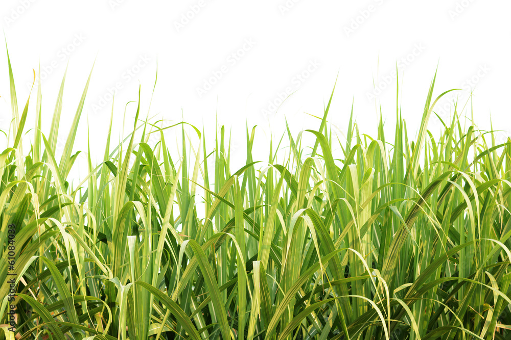 Green sugarcane leaves isolated Green sugarcane leaves isolated