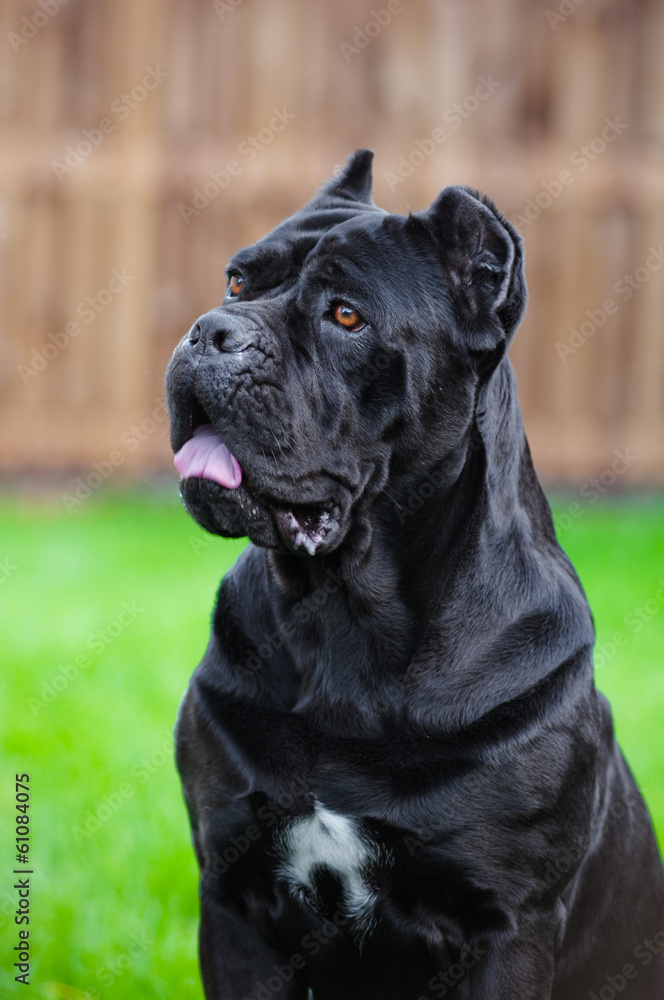 black cane corso dog outdoors