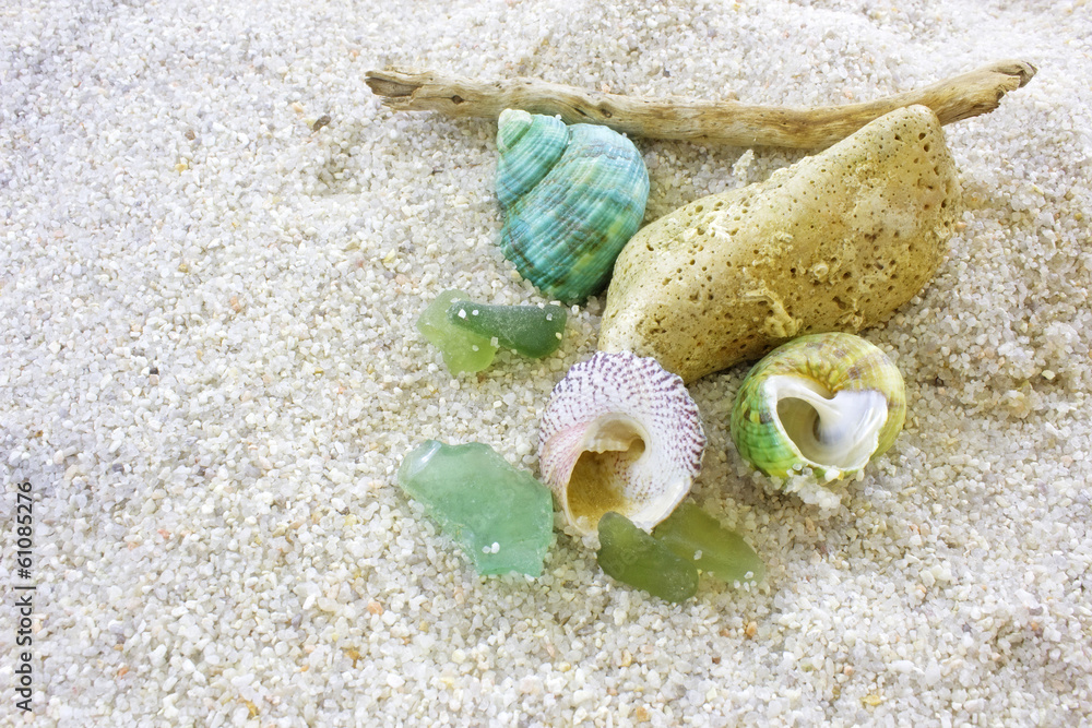 Obraz premium shells background