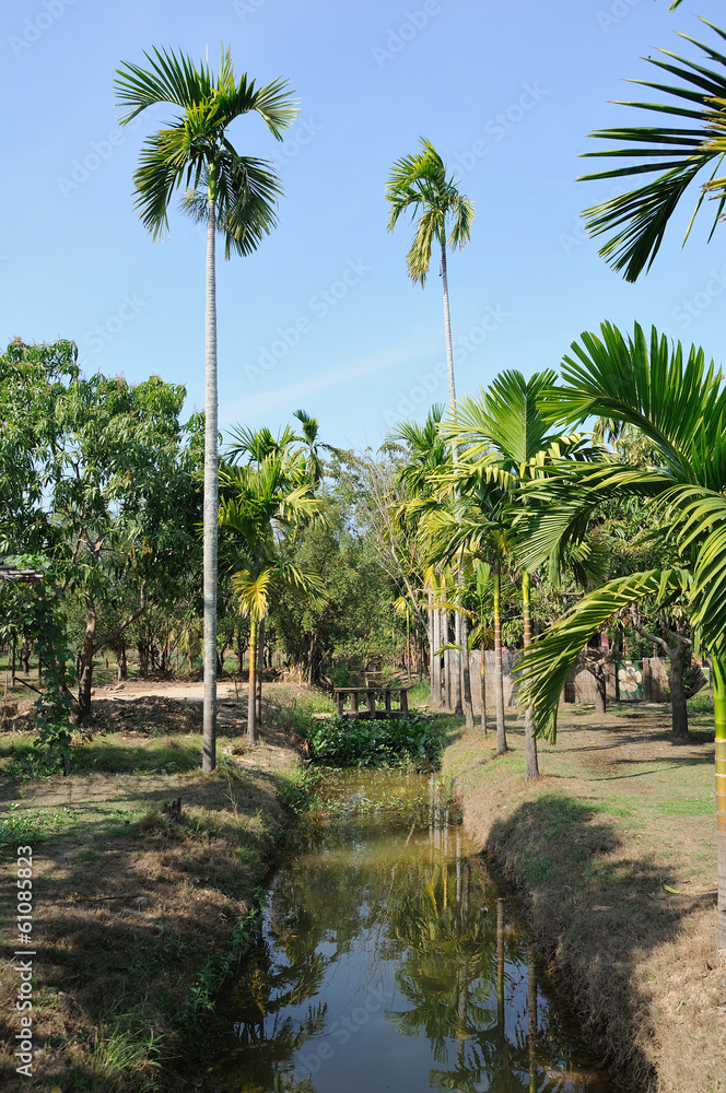 Fototapeta premium Landscape of mangoes trees orchard.