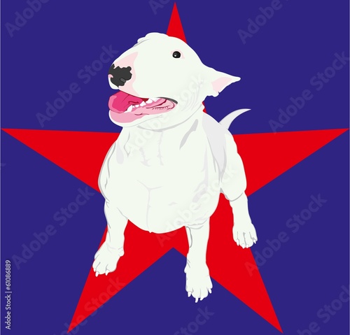 english bull terier