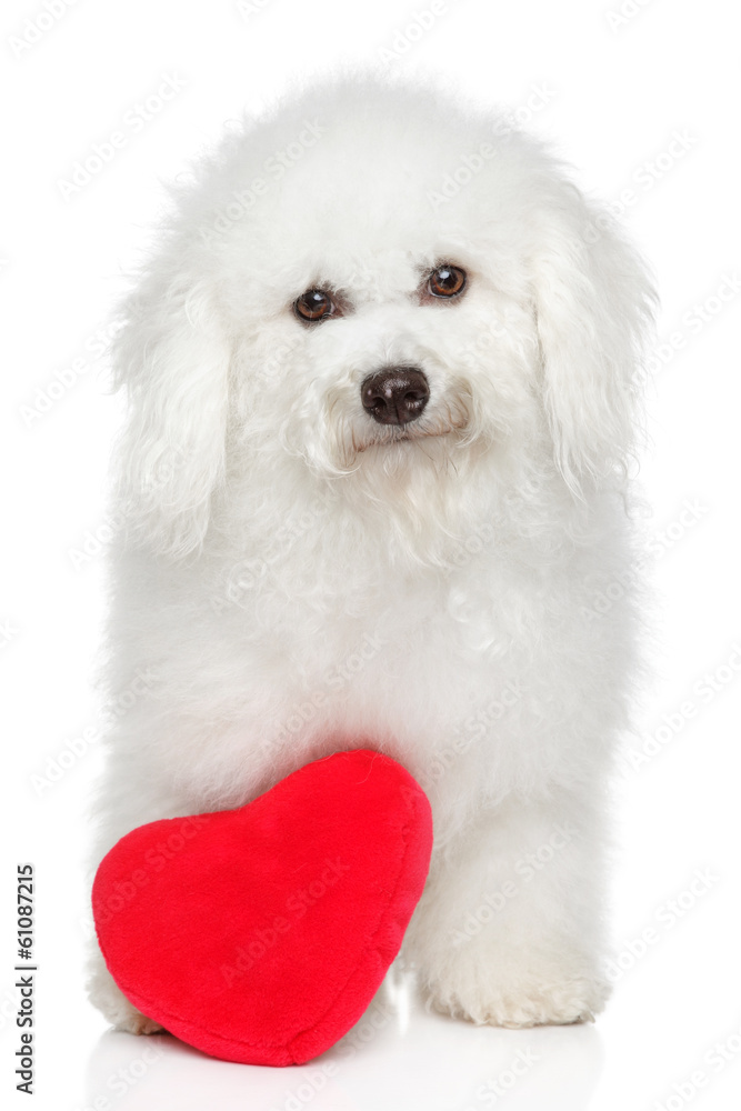BichonFreeze dog with valentine heart