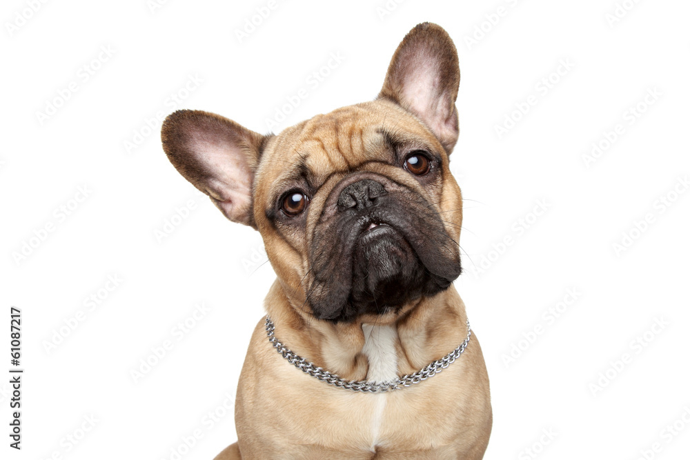 French bulldog close-up portrait