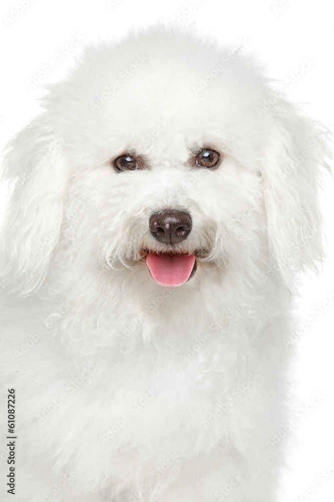 Bichon freeze dog portrait