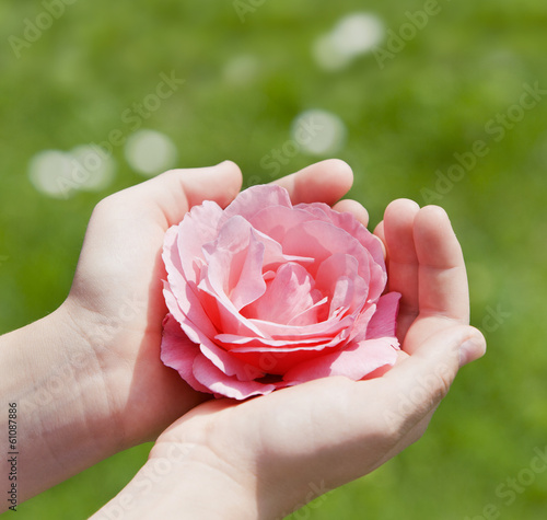 Kinderhände mit Rose