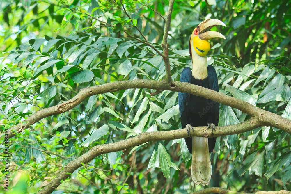 Obraz premium Great hornbill