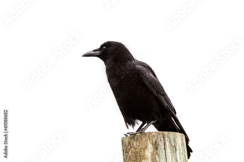 American Crow black bird on wood pole in California