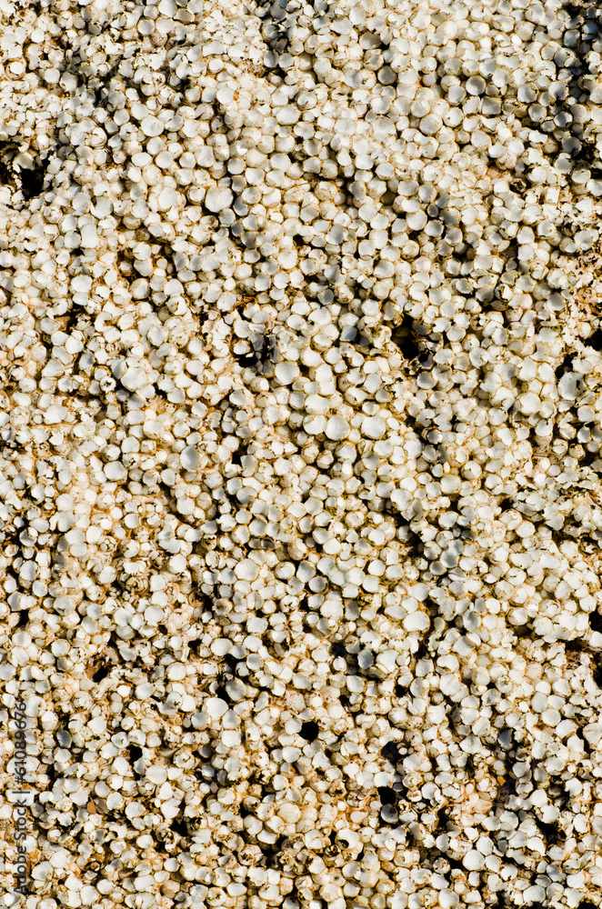 Naklejka premium Surface of old rusty foam box