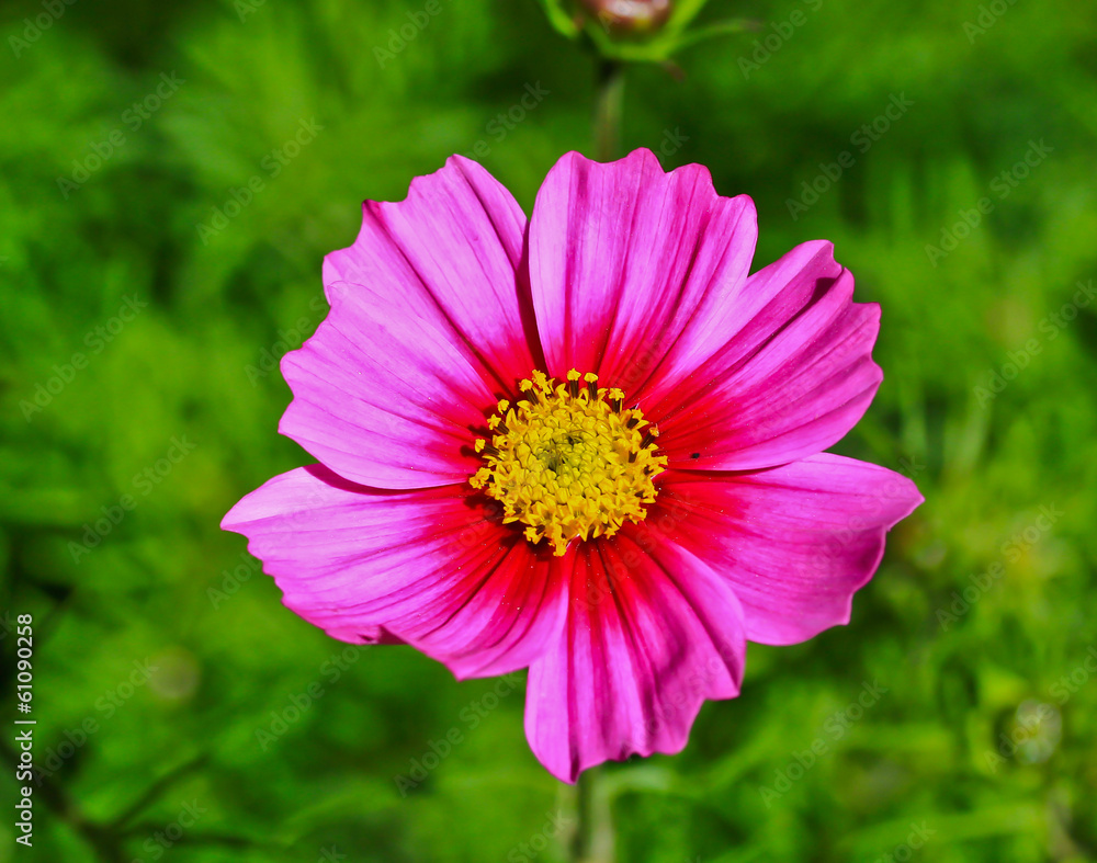 Pink flower Pink flower