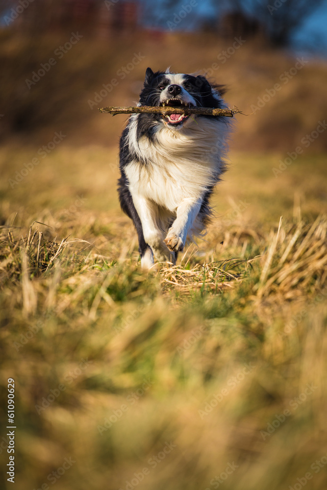 border collie to fetch