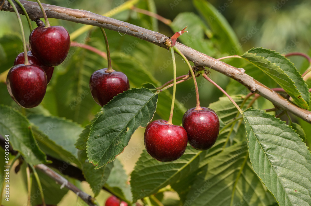 Cherry time Cherry time