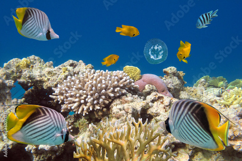 Underwater life of Red sea in Egypt. Saltwater fishes and coral photo